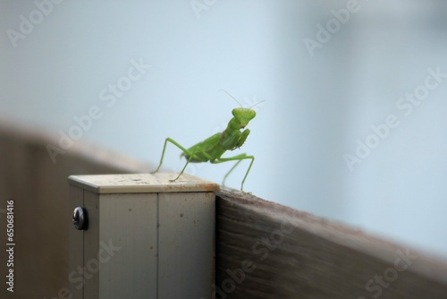 手すりの上のカマキリ