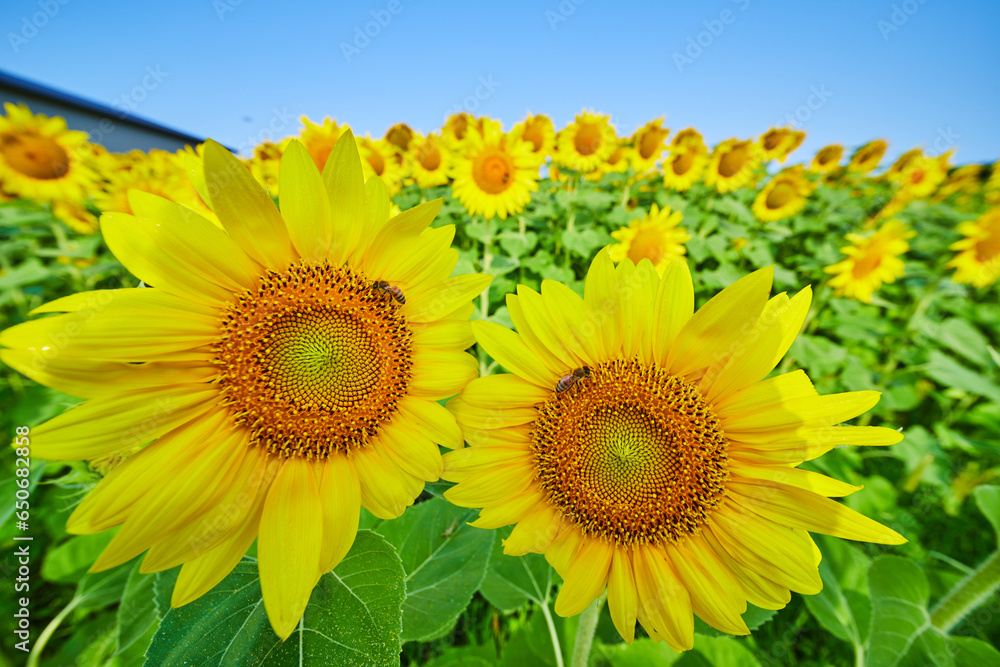 Fototapeta premium Two bees pollinating close up sunflowers amid large field of yellow flowers
