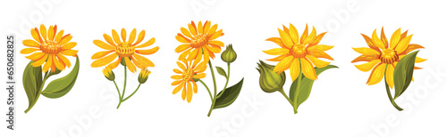Obraz na plátne Arnica Yellow Flower Head with Long Ray Florets on Green Stem Vector Set