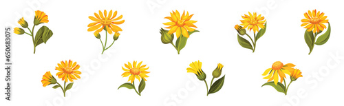 Arnica Yellow Flower Head with Long Ray Florets on Green Stem Vector Set photo