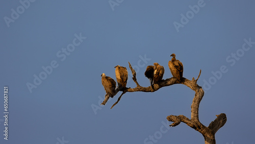 white backed vultures sitting on a branch