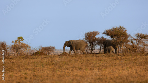 African elephants on the move