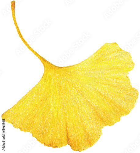Ginkgo leaves