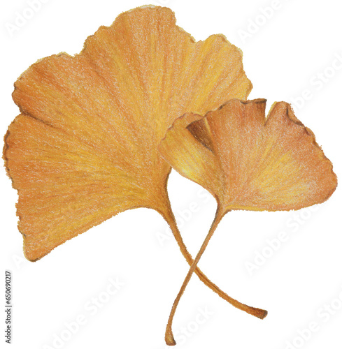 Ginkgo leaves