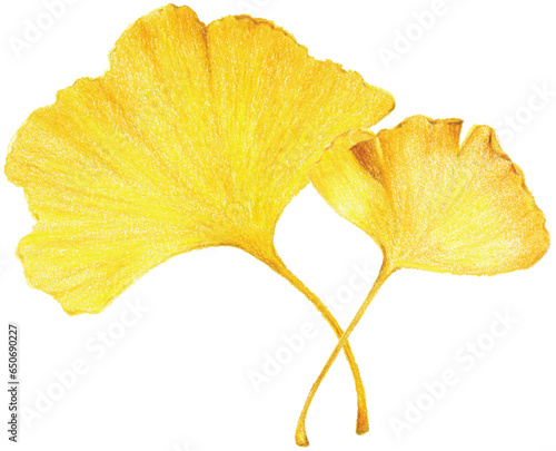 Ginkgo leaves