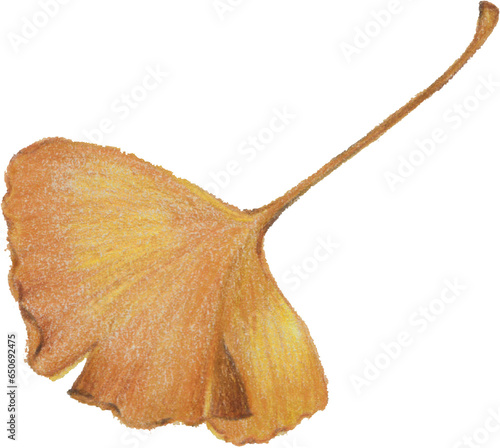 Ginkgo leaves