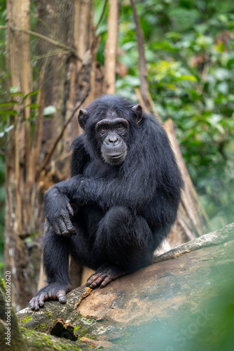 Chimpanzee in the forest © Staffan Widstrand