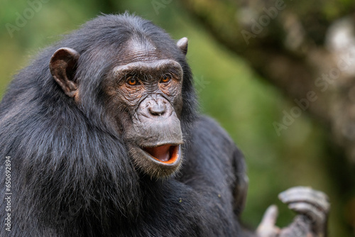 Tablou canvas Chimpanzee in a tree