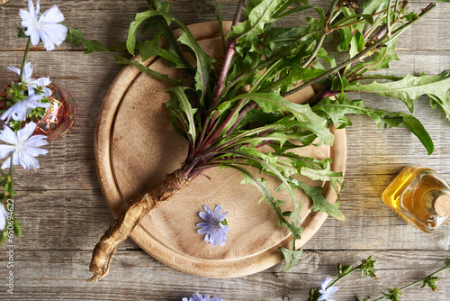 Fresh wild chicory or succory root on a table