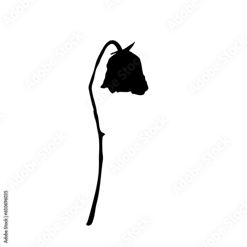 a wilted flower