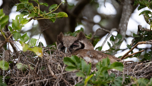 a Verreaux eagle owl on the nest photo