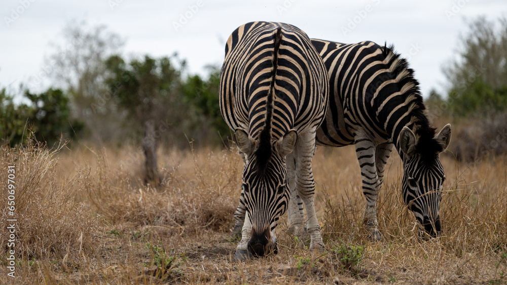 Obraz premium zebras in the wild closeup