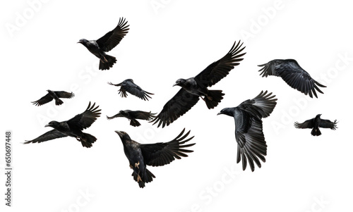 Slika na platnu flock of flying crows , png file of isolated cutout object on transparent background