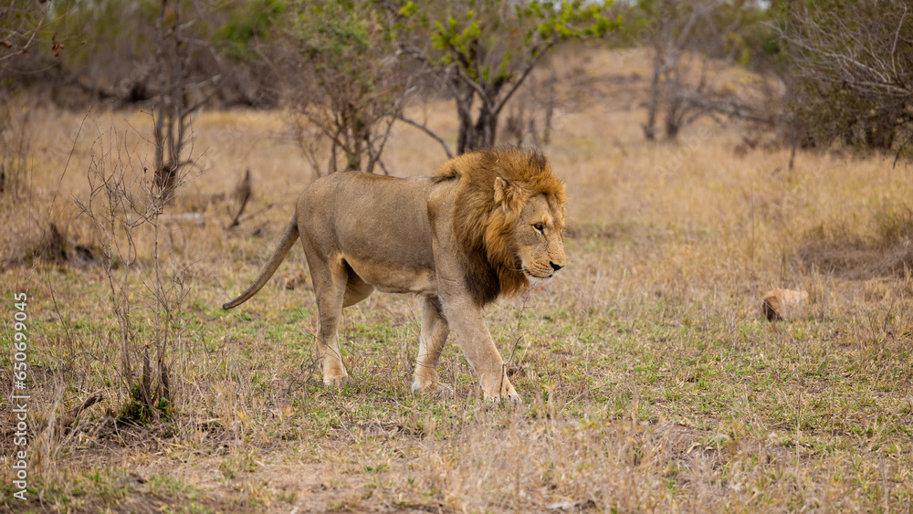 Big male lion close-up Big male lion close-up
