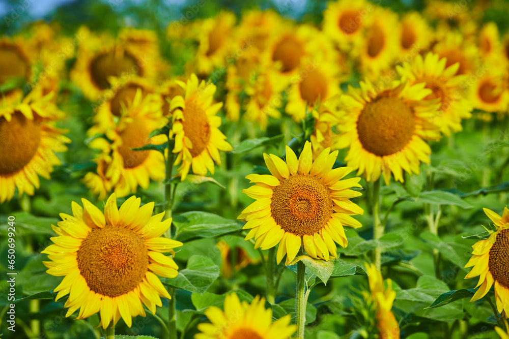 Close up of green and yellow field of sunflowers