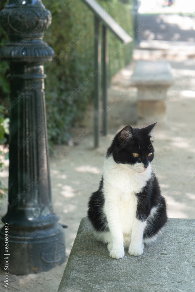 Gato callejero en parque en el jardín botánico de Madrid