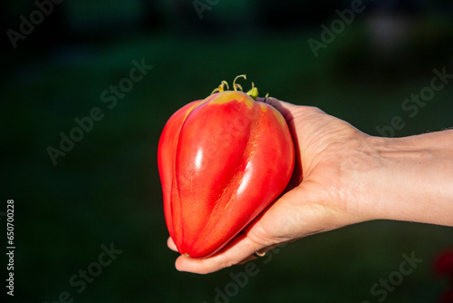 Farmers hand with freshly harvested organic tomato.