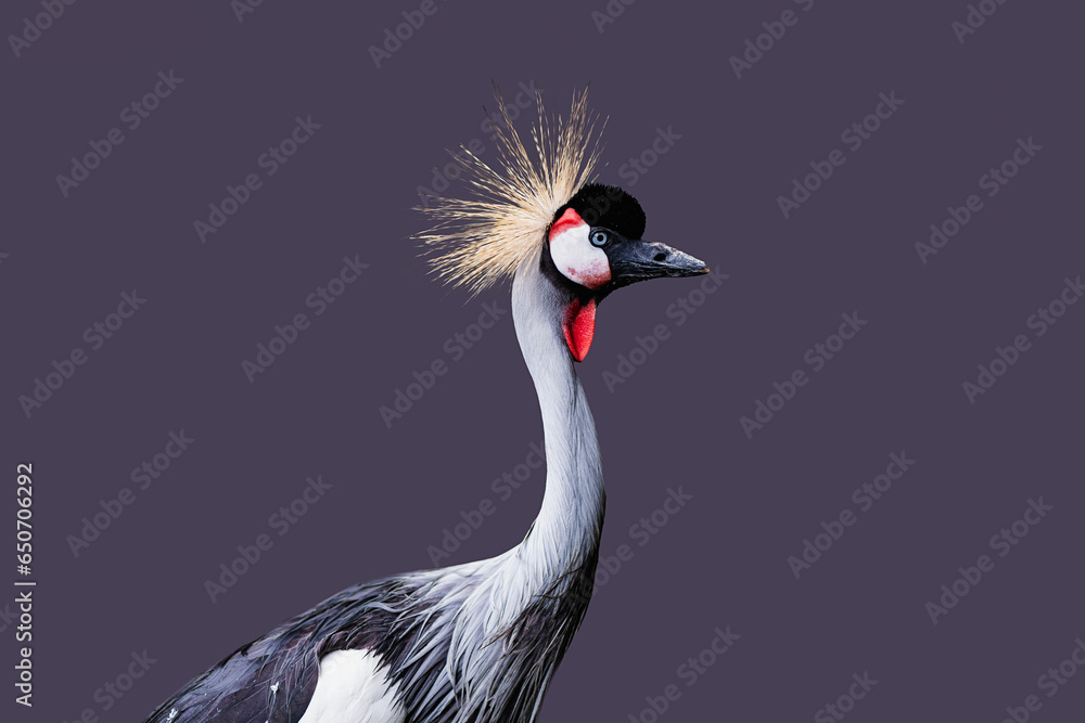 Fototapeta premium sea bird on colored background
