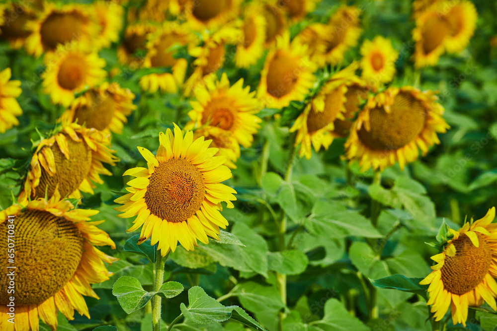 Tight view of yellow sunflowers in field of flowers Tight view of yellow sunflowers in field of flowers
