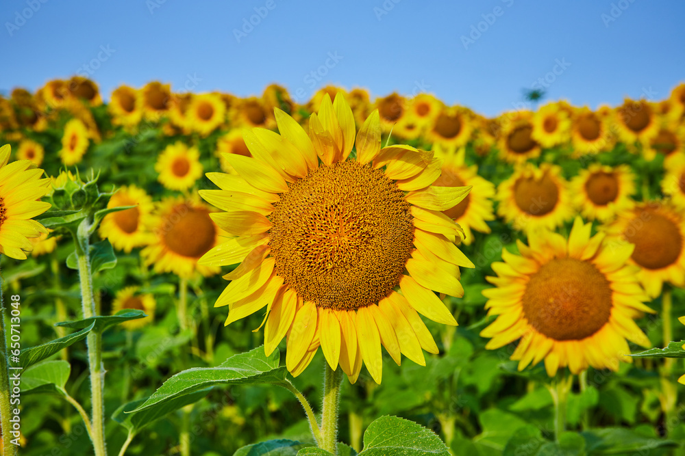 Fototapeta premium Close up of sunflower seeds in center of yellow flower with field behind it and blue sky overhead