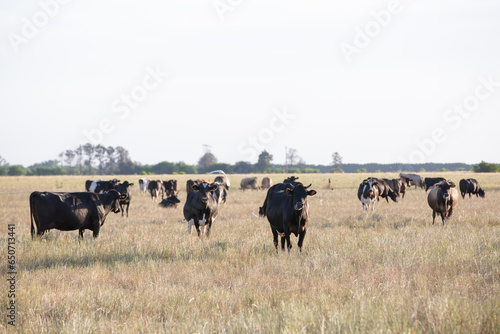 Great and amazing cattle of Argentina © Santa001