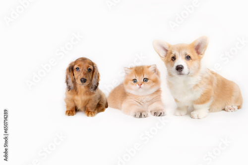 Group of small kitten and puppies are on white background
