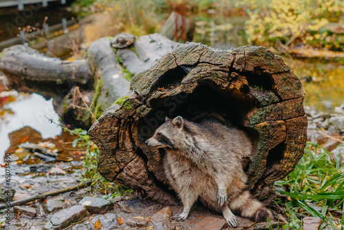 Gorgeous raccoon cute peeks out of a hollow in the bark of a large tree. Raccoon (Procyon lotor) also known as North American raccoon sitting hidden in old hollow trunk. Wildlife scene. Habitat North