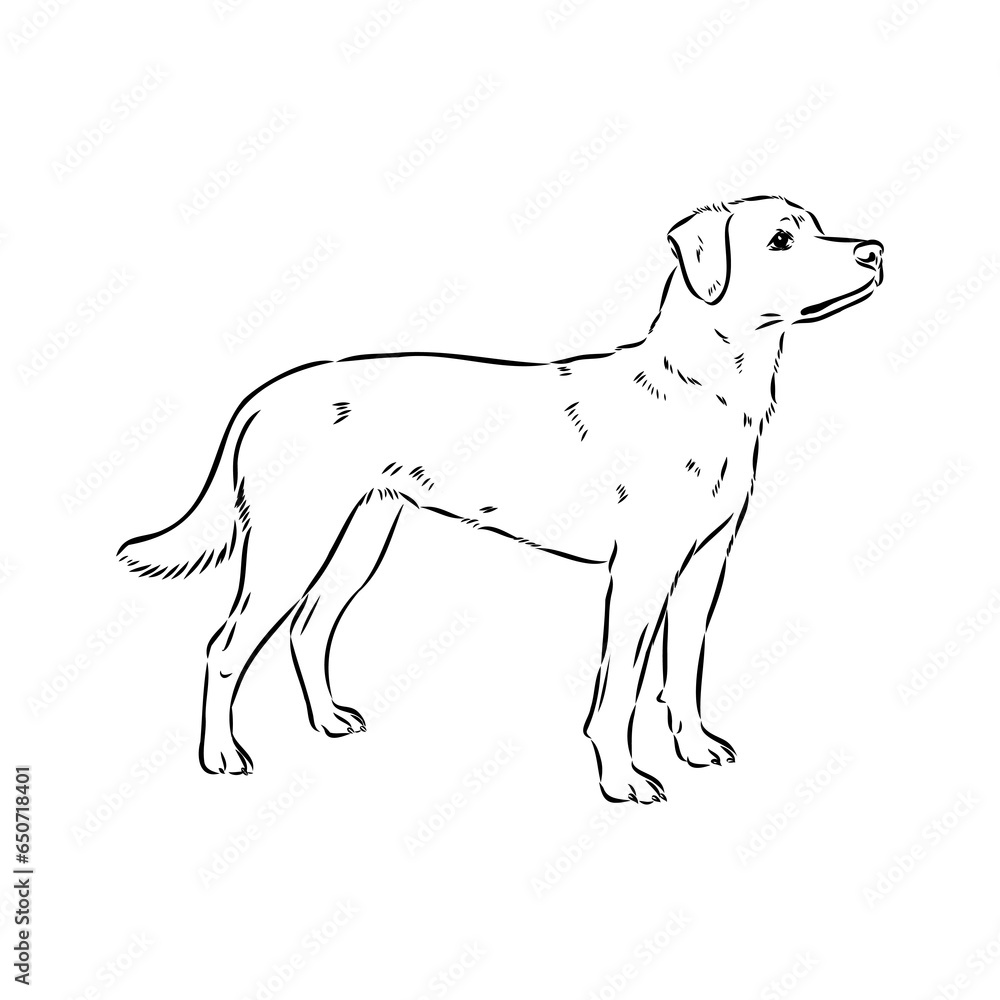 austrian pinscher vector sketch illustration