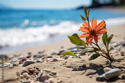 flower on the beach