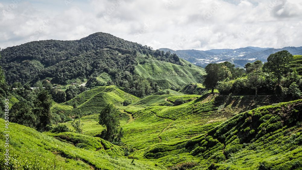 The landscape of Cameron Highlands in Malaysia