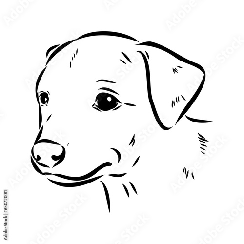 austrian pinscher vector sketch illustration