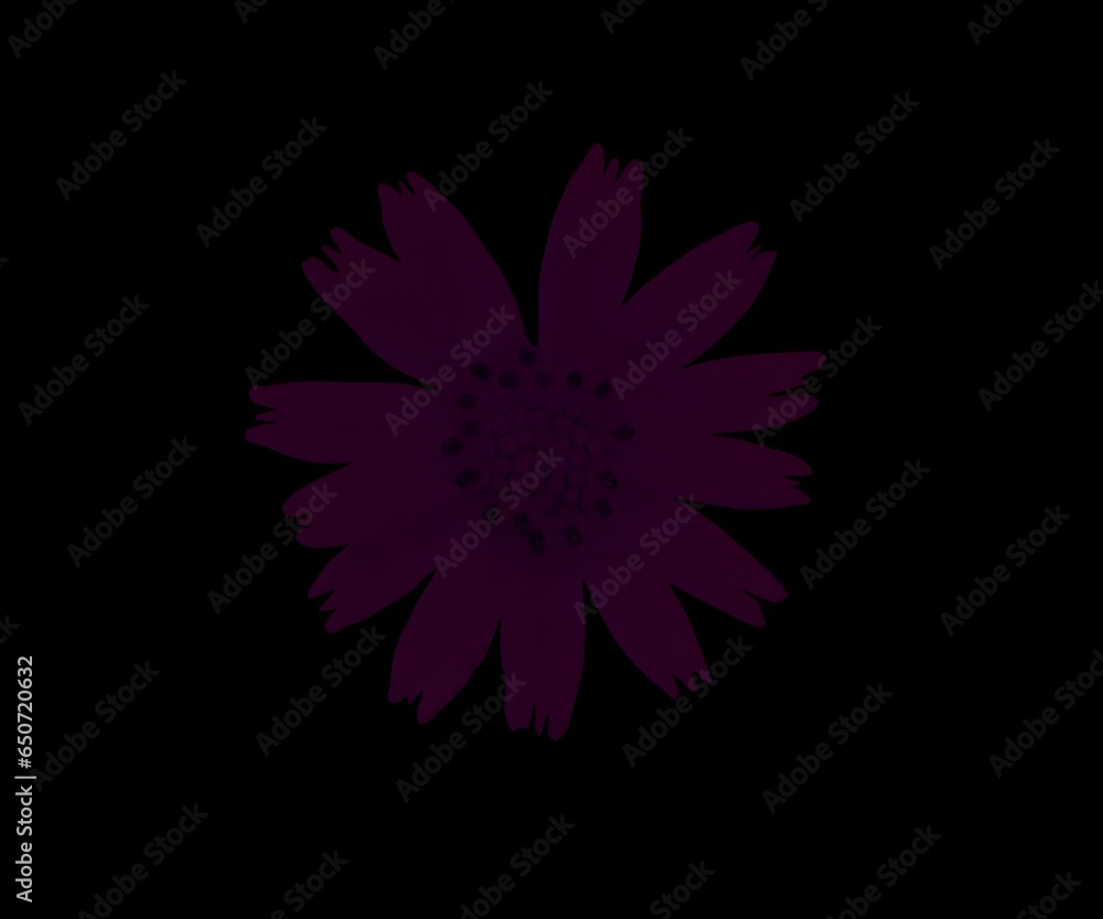Fototapeta premium Flower in