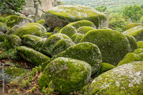 Beautiful green moss cover the stones in the forest. Natural stones covered with moss