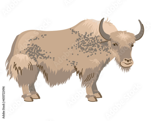 Beige spotted yak with long hair. A pet in Nepal and Tibet. Vector, cartoon style. Dairy cattle, large cow on a white background