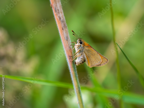 Small Skipper Butterfly Laying an Egg on a Grass Stem