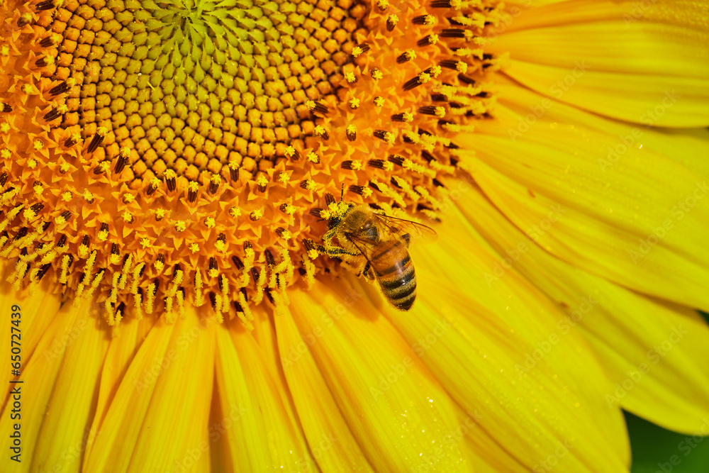 Macro of cute bee pollinating golden yellow sunflower Macro of cute bee pollinating golden yellow sunflower