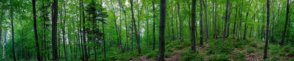 Panorama of dark green forest, gloomy light, forest in summer.