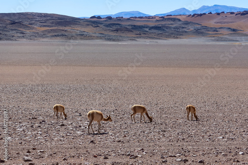 herd of goat