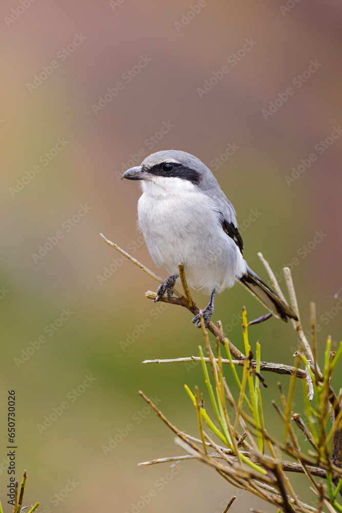 Fototapeta premium Great gray shrike close up view