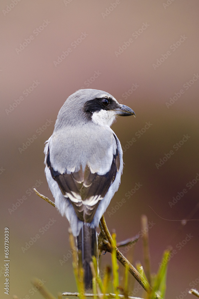Great gray shrike close up view Great gray shrike close up view