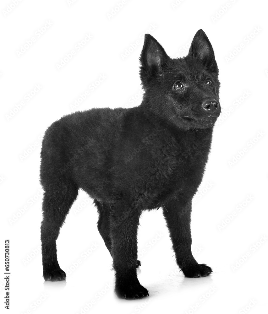 Fototapeta premium young Schipperke in studio