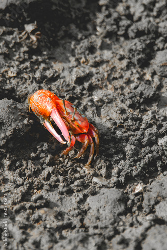 Crab in the mud