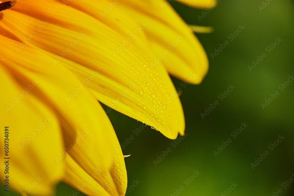 Macro of dew drops collecting on yellow flower petals