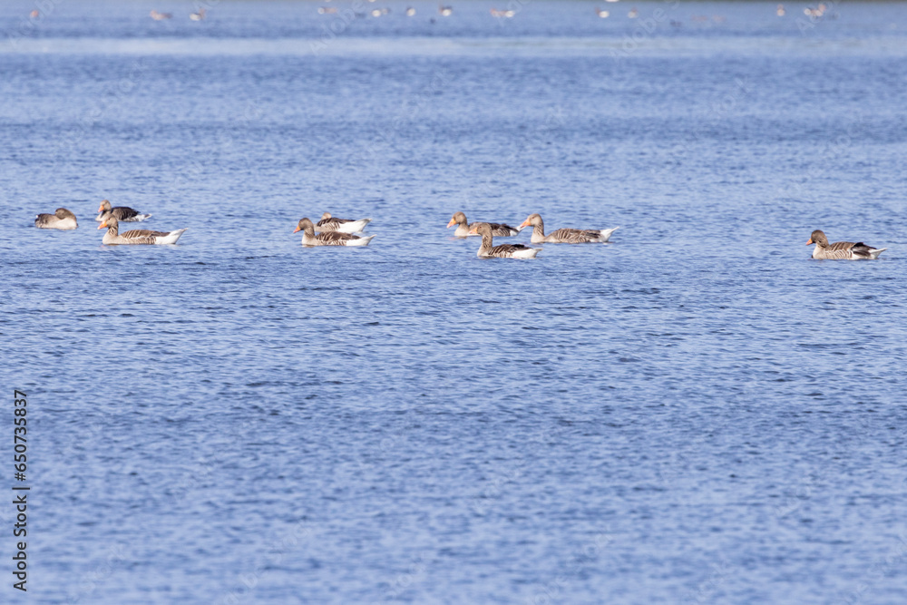 Herd of geese on lake - Hiking around Gråsten castle lake - Gråsten in ...