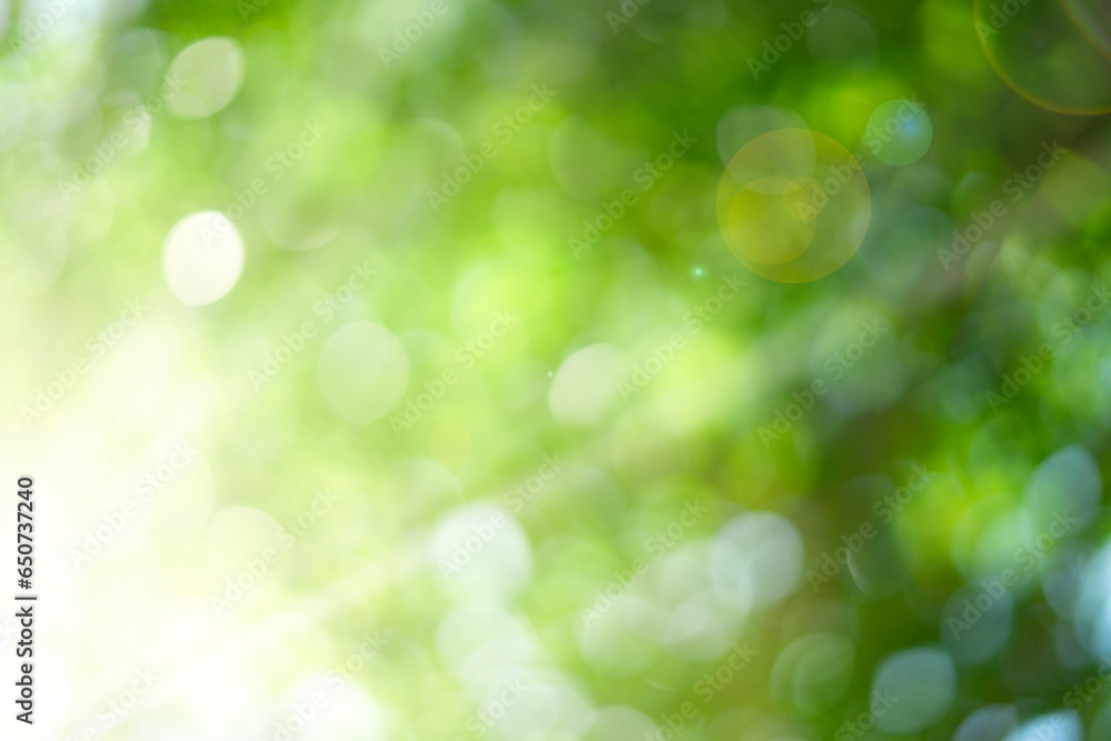 natural green bokeh with sunlight background natural green bokeh with sunlight background