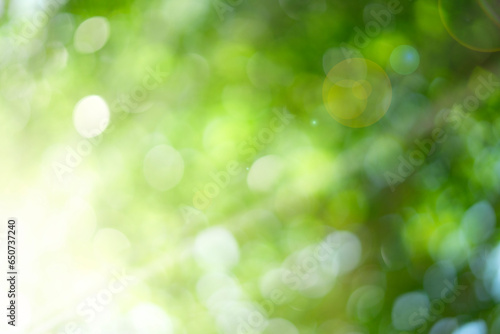 natural green bokeh with sunlight background