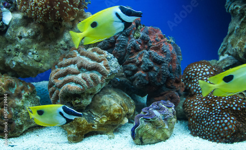 blue aquarium Fish and soft corals  hard corals  underwater life