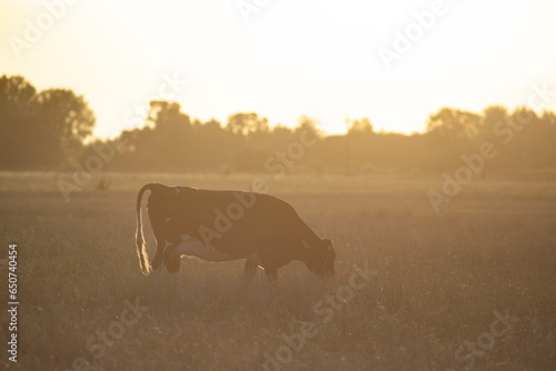 Great ans amazing catlle of argentina photo