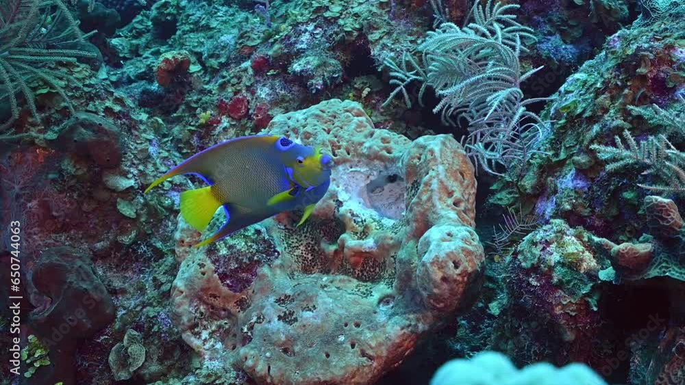 Queens Reeef queen angelfish are beautiful brightly colored reef fish. This species ...