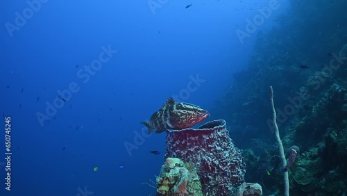 An endangered nassau grouper hanging out on Bloody Bay Wall in Little Cayman. This reef predator is protected in the Cayman Islands so their populations are beginning to recover photo